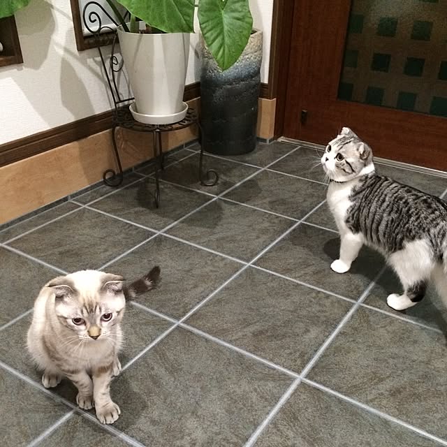 Dahliaさんの実例写真