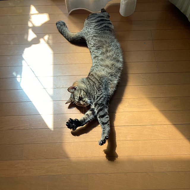 mikan161さんの実例写真