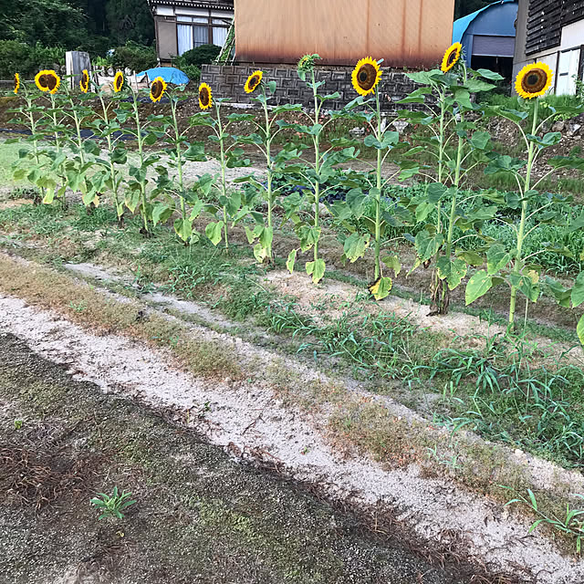 aoinokimiさんの部屋