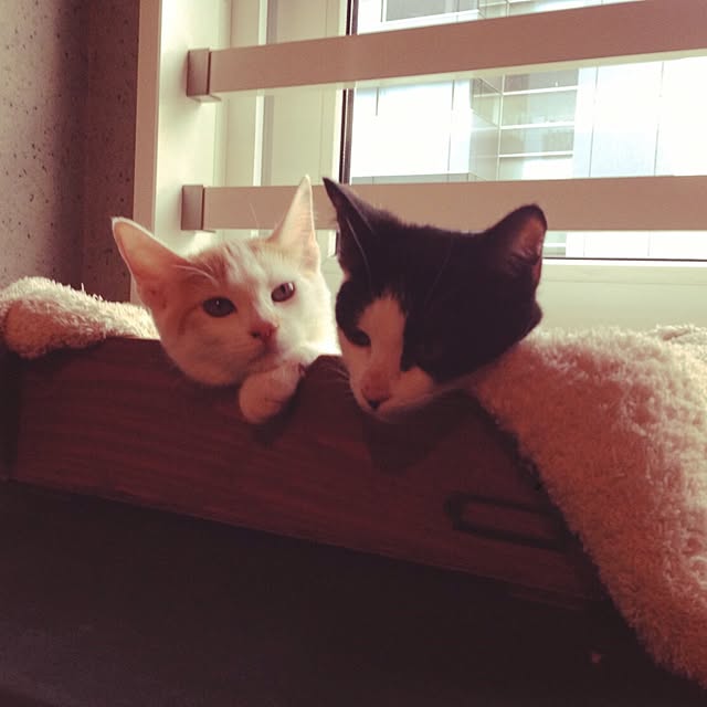 ziziguguさんの実例写真