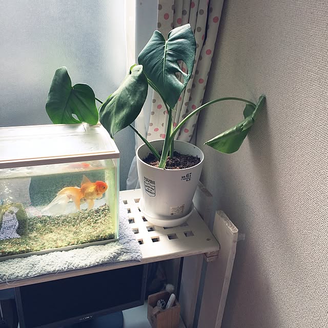 hanaさんの実例写真