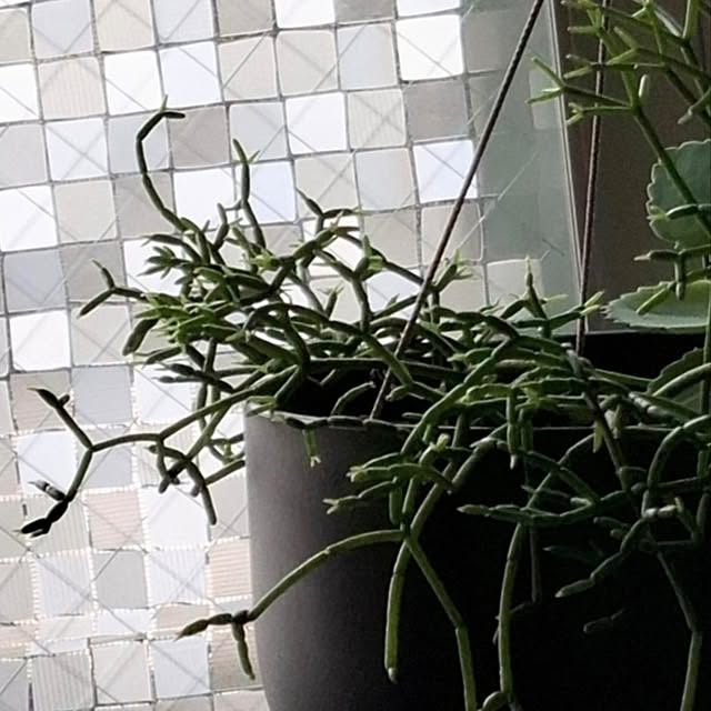 noaさんの部屋