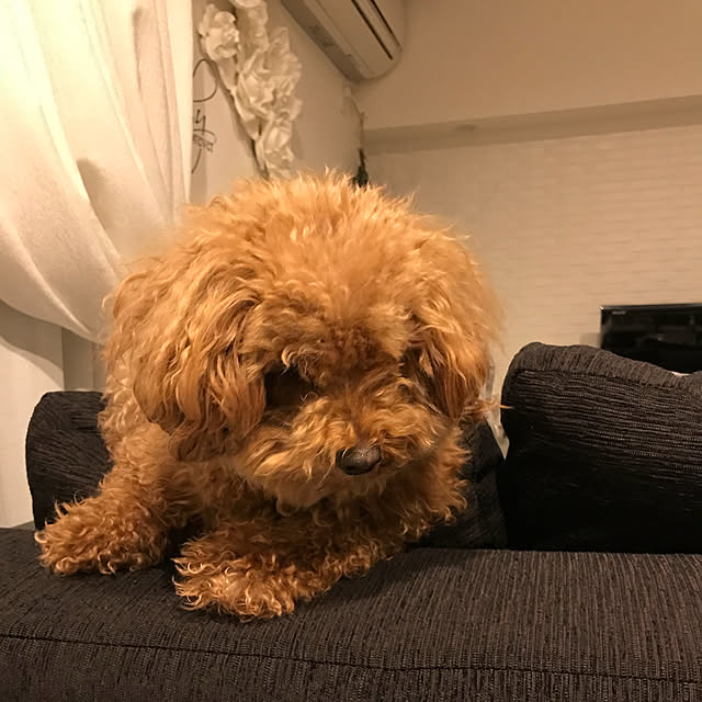 sugarcookieさんの実例写真