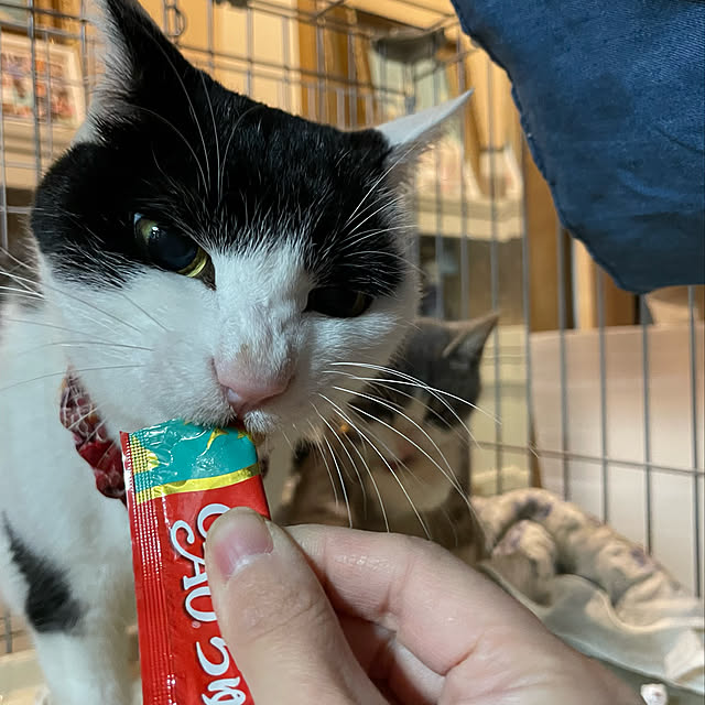 nekosamaさんの実例写真