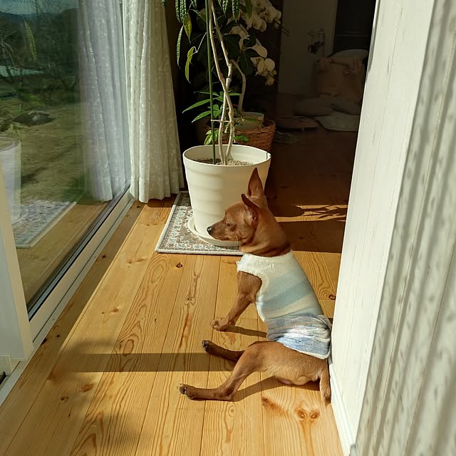 ri-eさんの実例写真