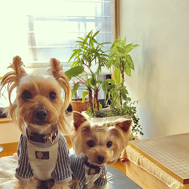 kakun.milkさんの実例写真
