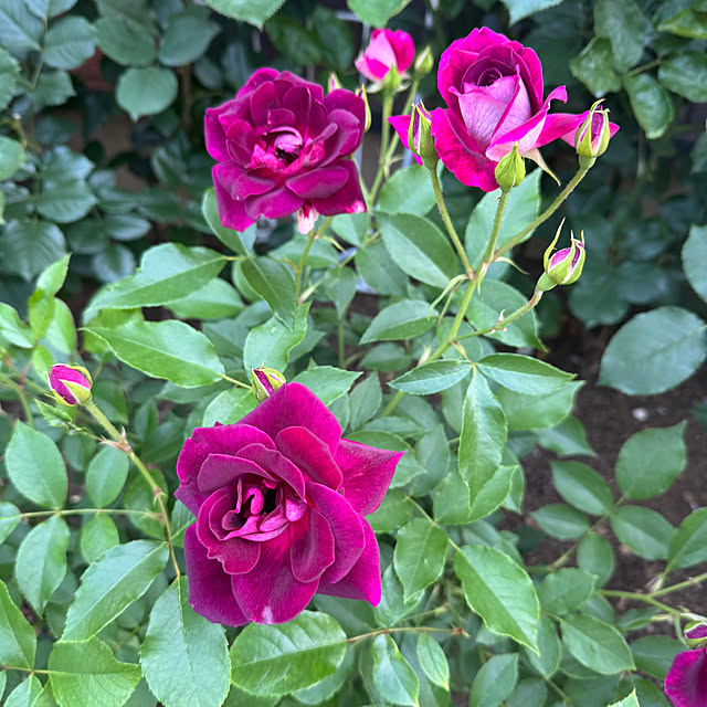 RoseLife5818さんの部屋