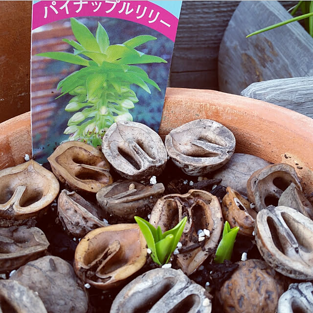 nia1213さんの実例写真