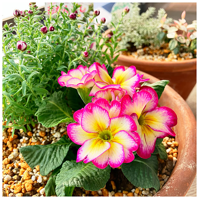 ksfioriさんの部屋