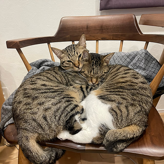 manekinekoさんの実例写真
