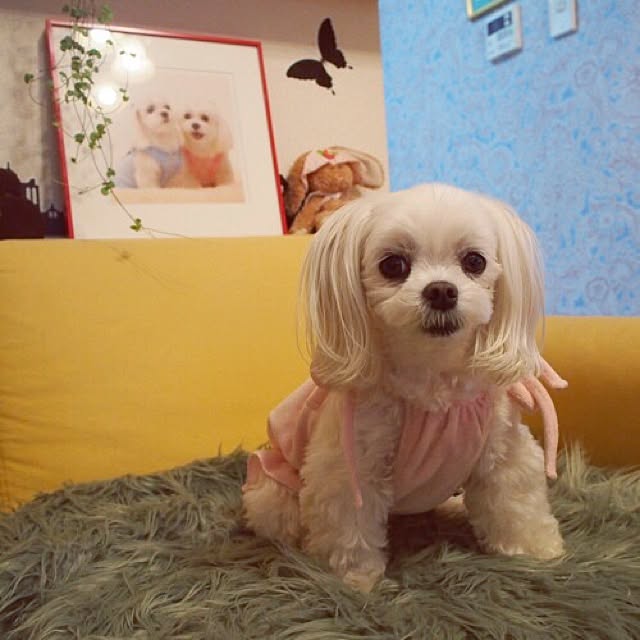 Sonokoさんの実例写真