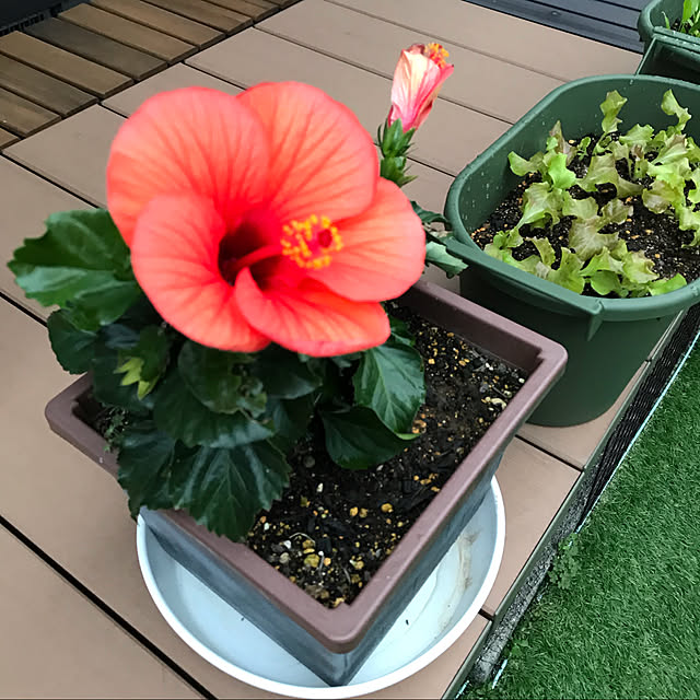 flowerさんの実例写真