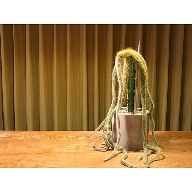 sot1127さんの実例写真