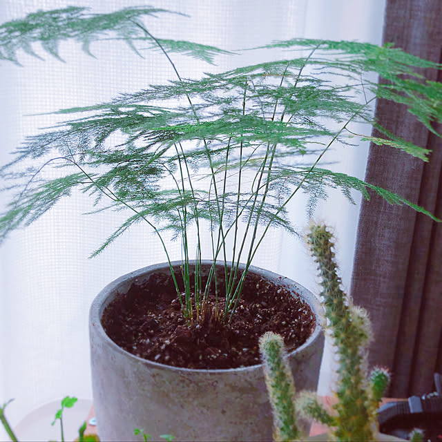 多肉植物/1K/観葉植物のある部屋/一人暮らしインテリア/観葉植物...などのインテリア実例 - 2019-05-17 11:03:45