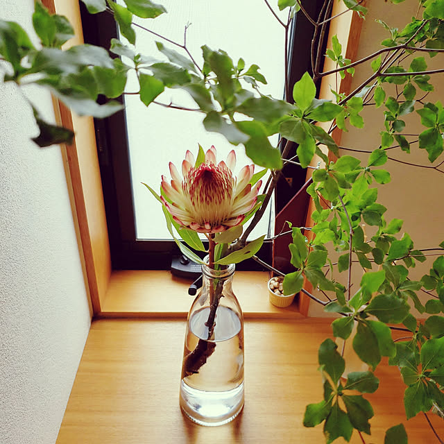 sakuraさんの実例写真