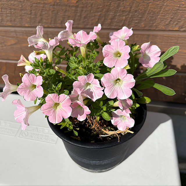 ponponcooさんの実例写真