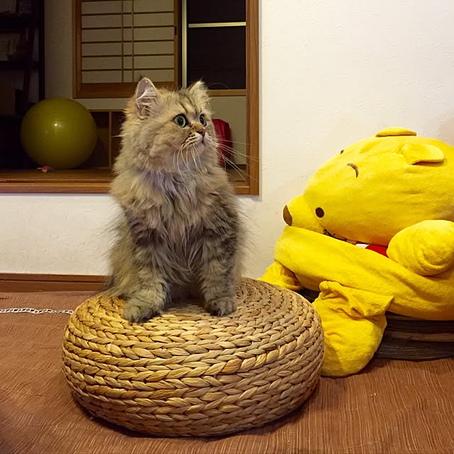 butachanさんの実例写真