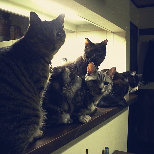 jnkaiさんの実例写真