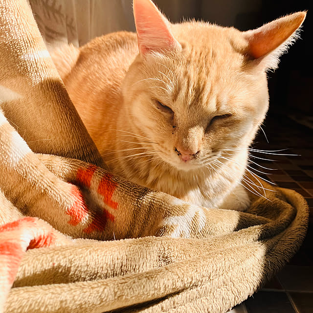 tomorinさんの部屋