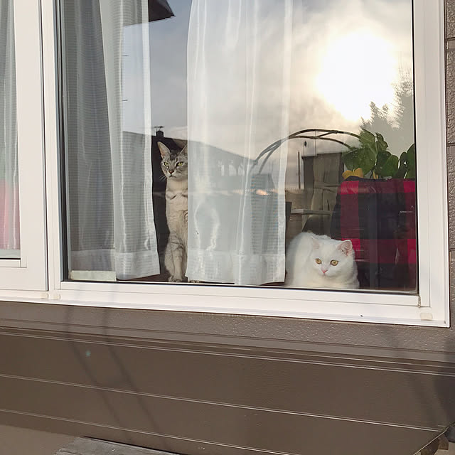 kotoriさんの実例写真