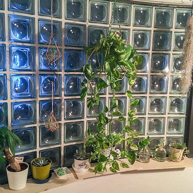 植物/一人暮らし/NO GREEN NO LIFE/築30年賃貸/ジャングル化計画...などのインテリア実例 - 2018-02-19 22:14:09
