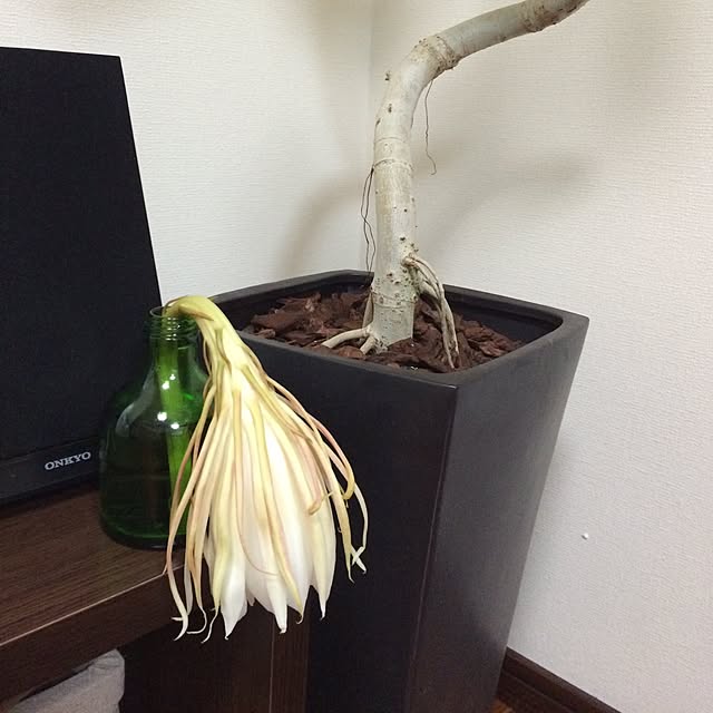 mymさんの実例写真