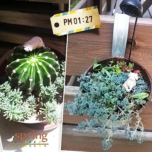 portulacaさんの実例写真