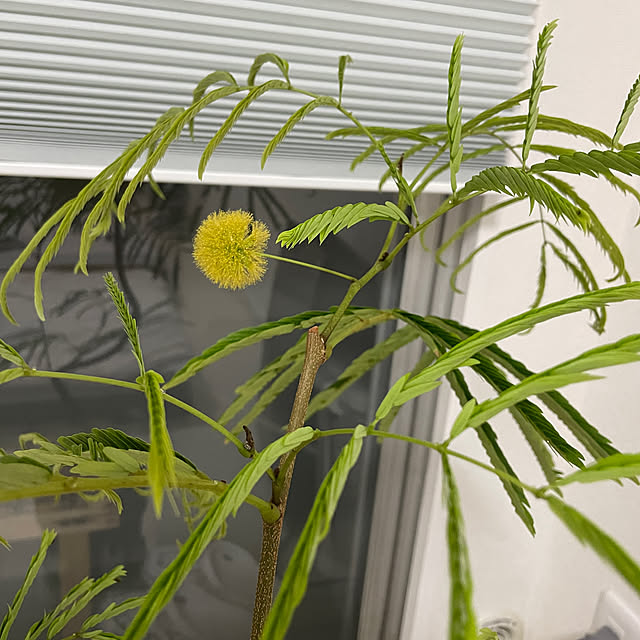 nocoさんの部屋