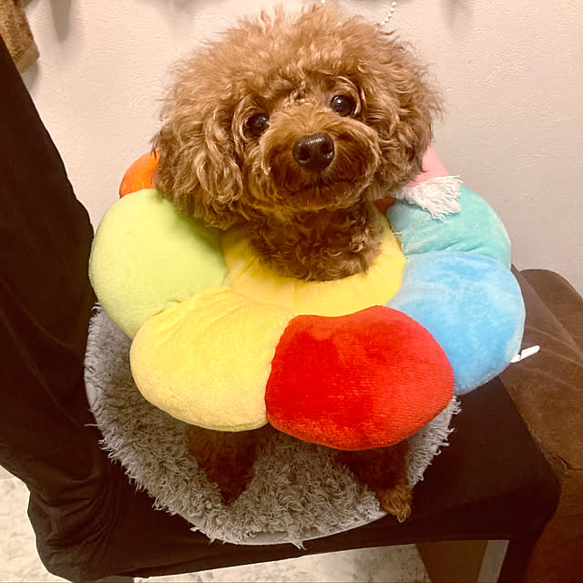 MOMOMAMAさんの実例写真