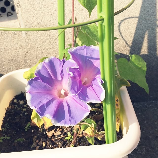 KAORIさんの実例写真
