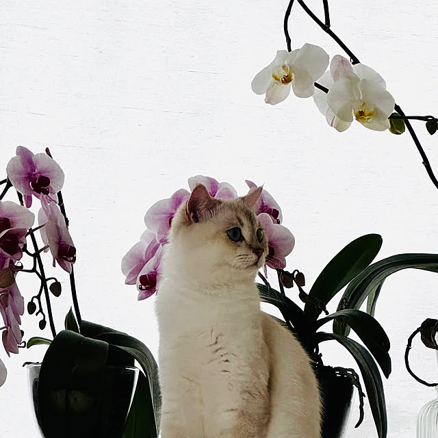 BigWinksさんの実例写真