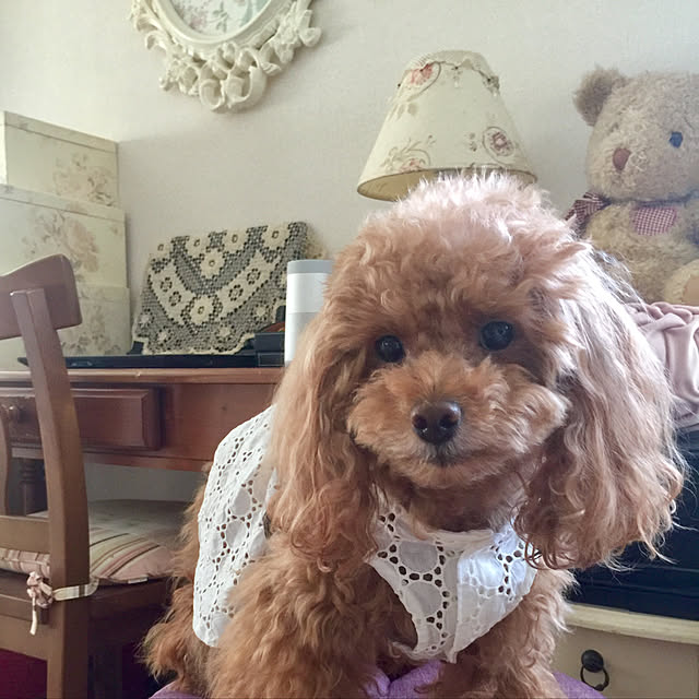anguさんの実例写真