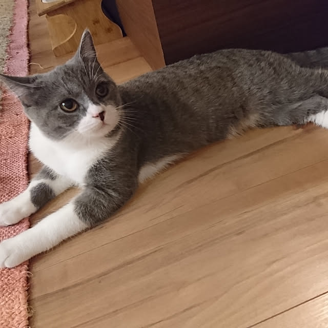 poniさんの実例写真
