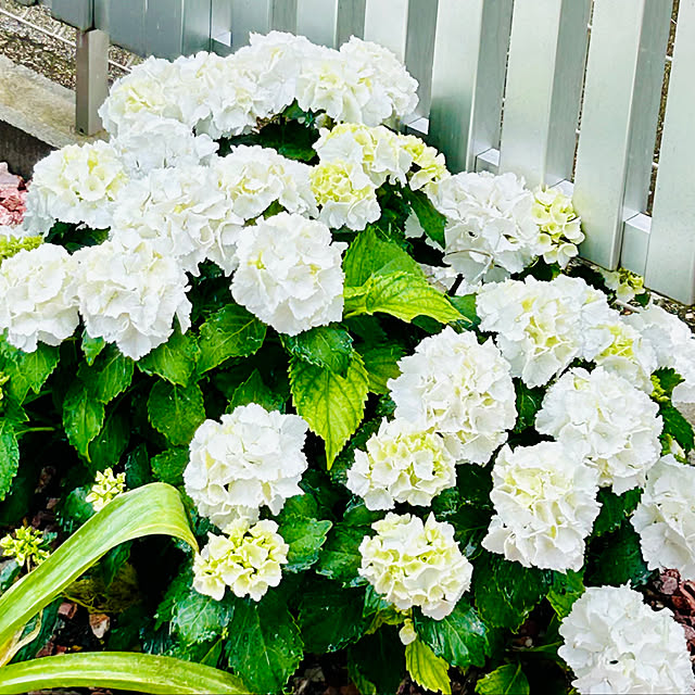 roenさんの部屋