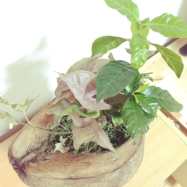 akihimeさんの実例写真