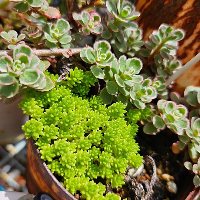 玄関/入り口/多肉植物/玄関前　ガーデニングのインテリア実例 - 2024-08-15 18:54:51