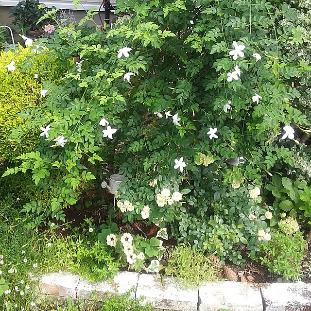 yukkoさんの実例写真