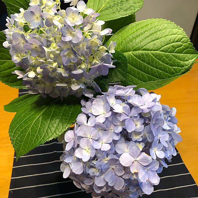 naokazuさんの実例写真