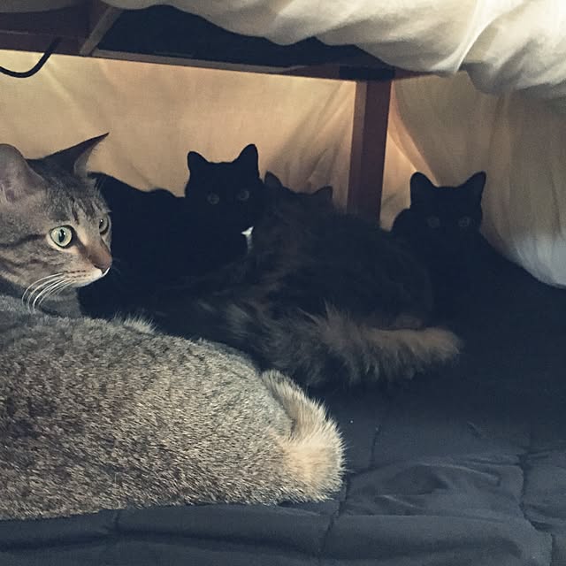 yuki0511さんの実例写真