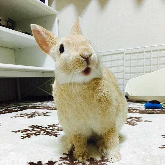 khj1974さんの実例写真