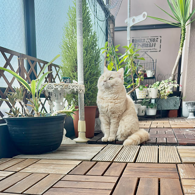 naokoさんの部屋