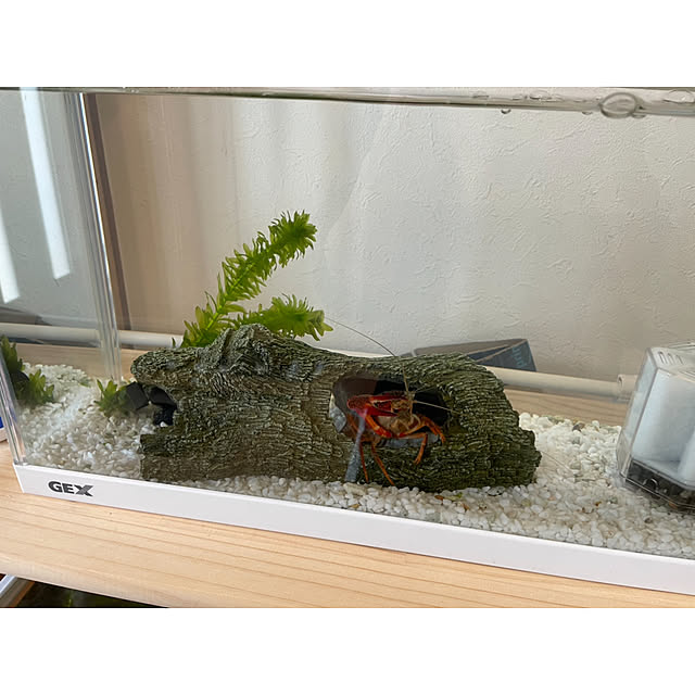 sucoriさんの部屋