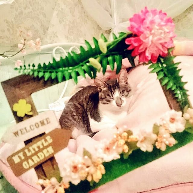 totoko3927さんの実例写真