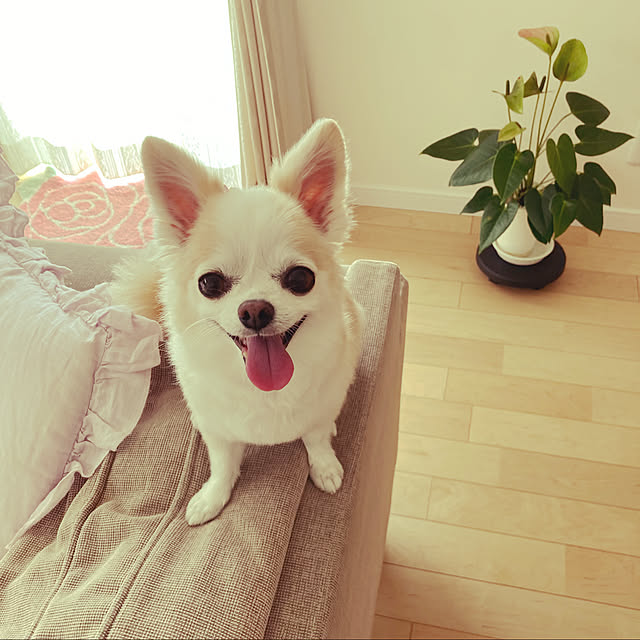 Sweetpeaさんの実例写真