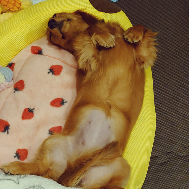 ponchanさんの実例写真