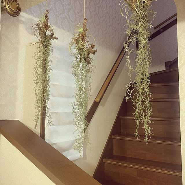 maisondeyさんの実例写真