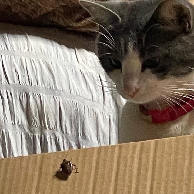 nekosamaさんの実例写真