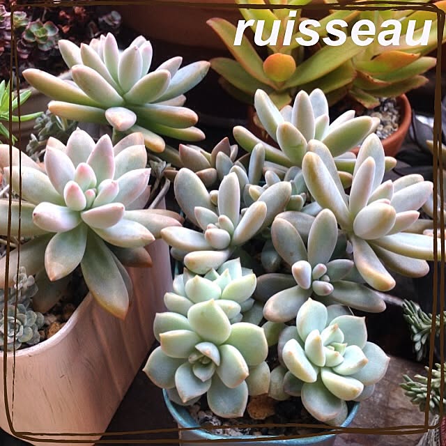ruisseauさんの実例写真