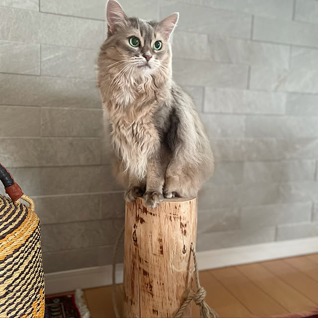 shihoさんの実例写真
