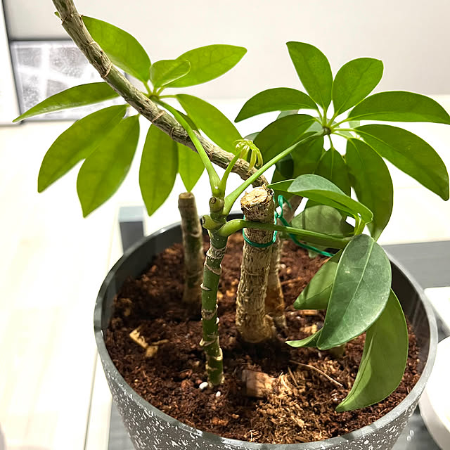 qooさんの部屋